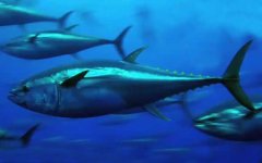 蓝鳍金枪鱼是什么鱼