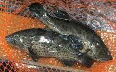 青石斑鱼价格多少钱一斤